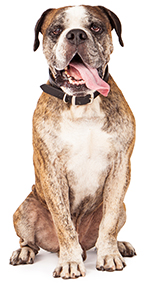 Vilken hundmat ska man välja? Vilken hundmat ska man välja?
