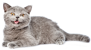 Vilket är bästa sättet att bli av med en fästing på katten? Vilket är bästa sättet att bli av med en fästing på katten?