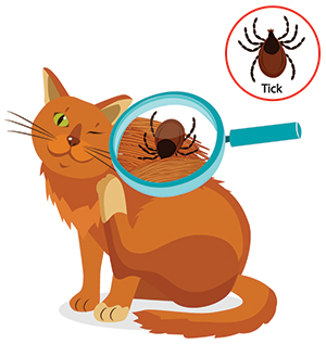 Symptom på fästingar på katten Symptom på fästingar på katten