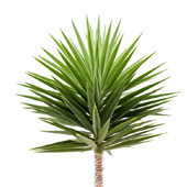 Palmlilja Palmlilja
