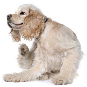 Hur vet jag om min hund har loppor? Hur vet jag om min hund har loppor?