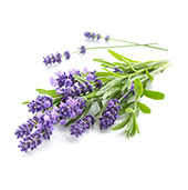 Lavendel Lavendel