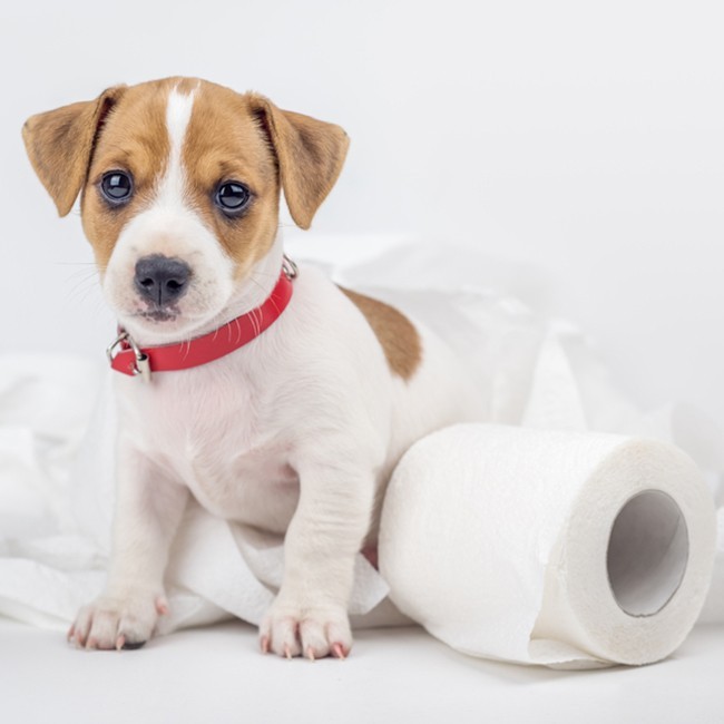 Hund Med Diarré, Vad Gör Man?
