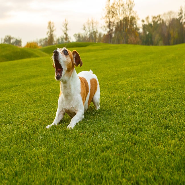 Så får du din hund att sluta skälla