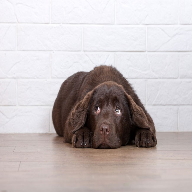 10 Tecken på att din hund är stressad