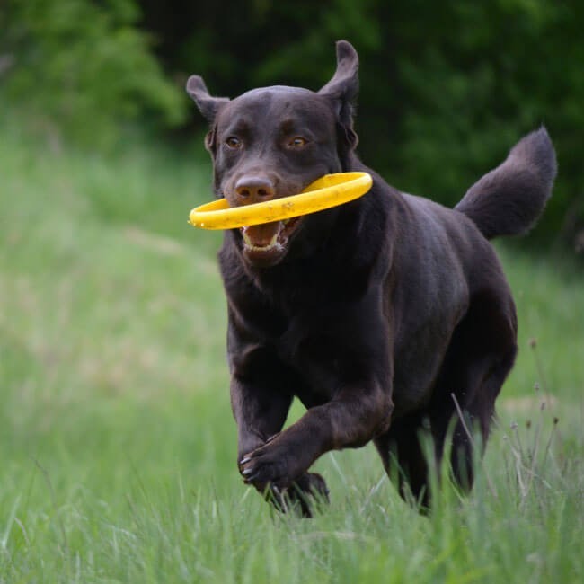 6 roliga aktiviteter för din hund i påsk – en aktiv hund är en frisk hund