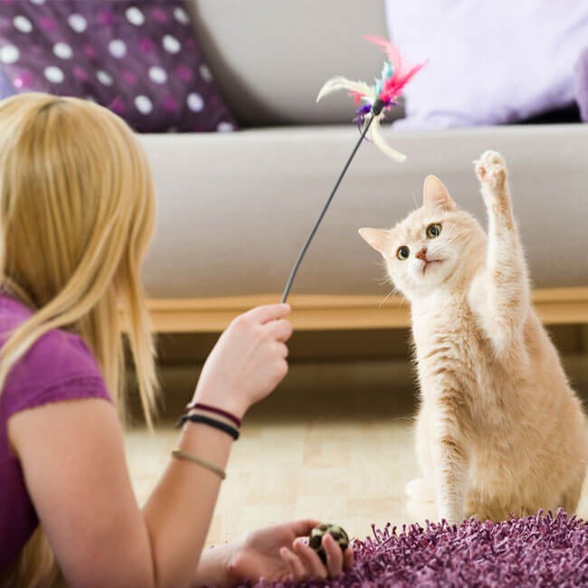 6 roliga aktiviteter för din katt i påsk – en aktiv katt är en frisk katt