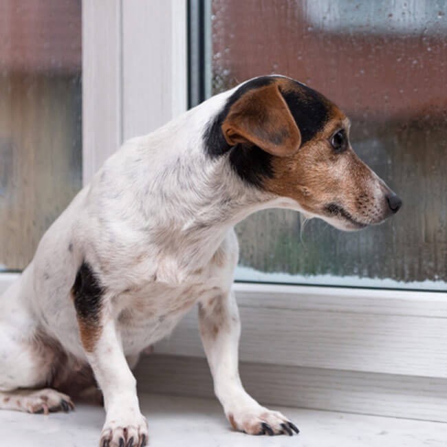 Lider din hund av separationsångest? 7 effektiva tips för att hjälpa en stressad hund
