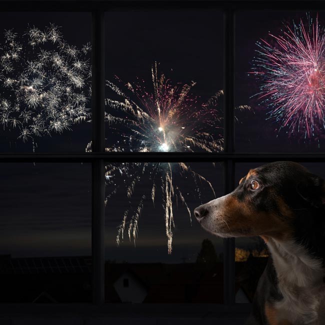 Är din hund rädd för fyrverkerier? 9 effektiva tips för att hjälpa din stressade hund på nyårsafton