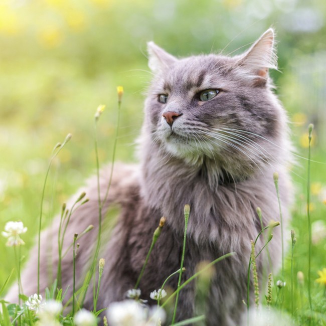 Vad är katter allergiska mot?