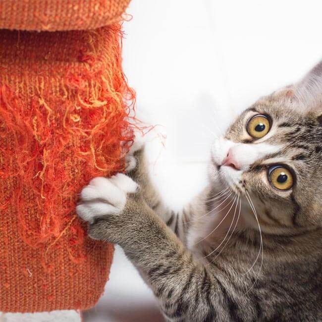 8 saker som stressar din katt – och beteendeproblem som du behöver ha koll på