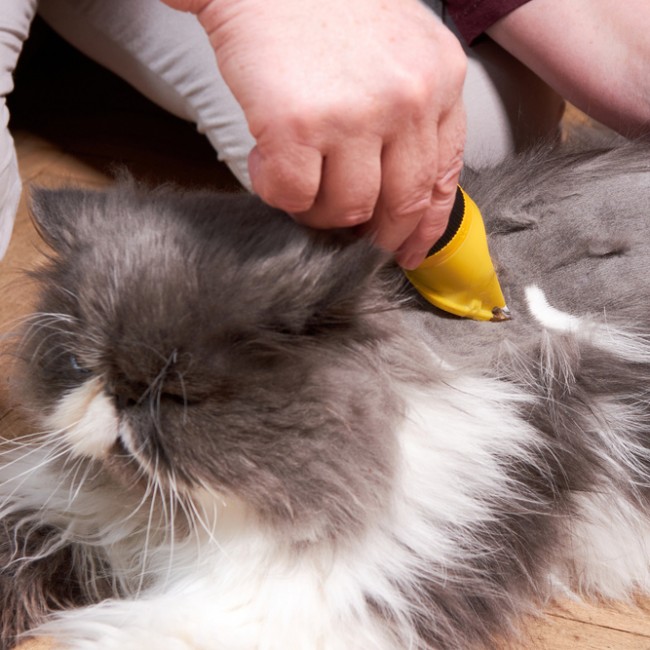 Kattfrisyrer: De 10 bästa stilarna för din katt