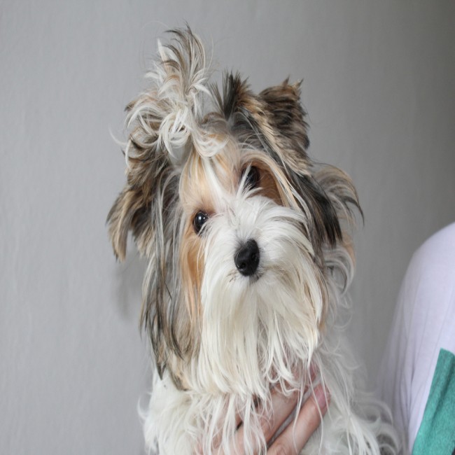 Hur man friserar en hunds ansikte