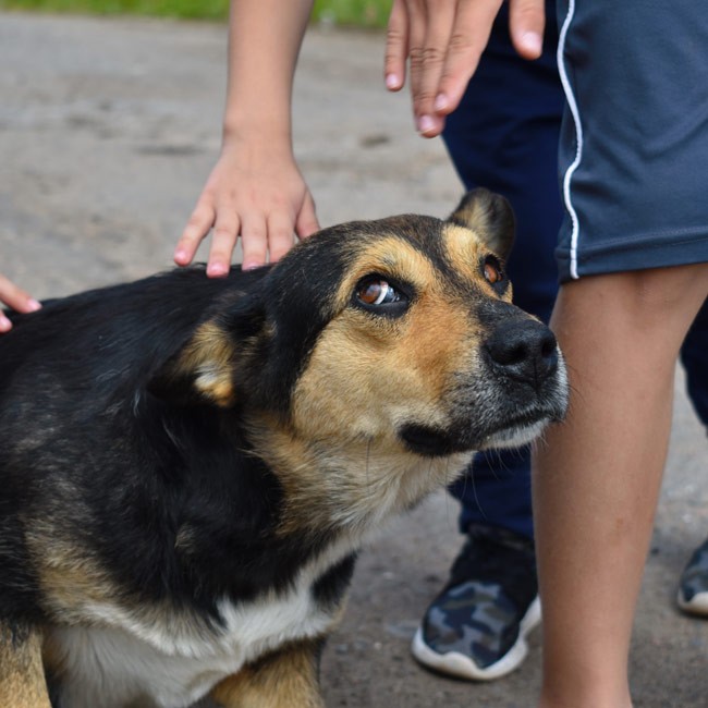 Förstå din hunds kroppsspråk – 10 tecken på att din hund är glad