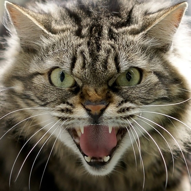 Förstå din katts kroppsspråk – 6 tecken på att din katt är glad