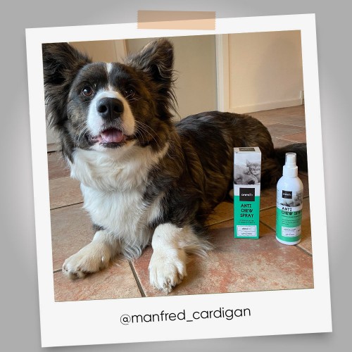 Bitterspray, 250 ml - Ingen tuggspray för hund och katt