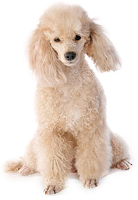 Hund Med Förstoppning, Vad Gör Man? Hund Med Förstoppning, Vad Gör Man?
