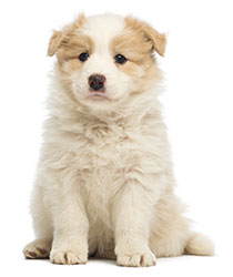 Hund Med Diarré, Vad Gör Man? Hund Med Diarré, Vad Gör Man?