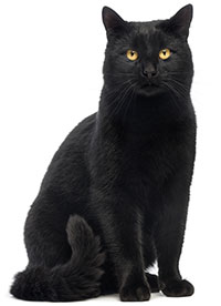 Hur tar man hand om kattens hud? Hur tar man hand om kattens hud?
