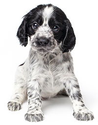 Förstoppad hund symptom Förstoppad hund symptom