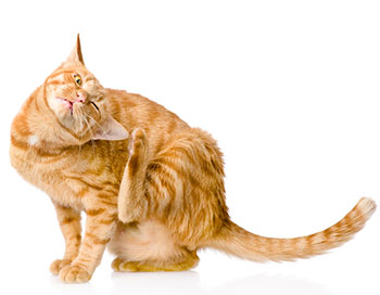 Allergi hos katt symptom Allergi hos katt symptom