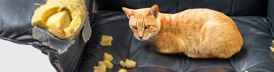Uttråkning och brist på stimulans kan leda till destruktivt beteende hos din katt.