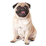 Mops Mops