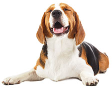 Bör jag ge min hund fiskolja? Bör jag ge min hund fiskolja?