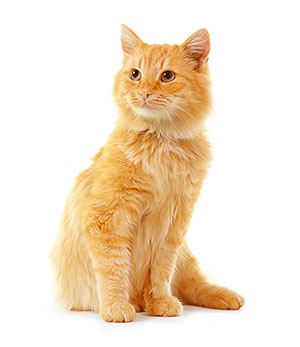 Varför bör man använda rengöringsmedel för kattens öron? Varför bör man använda rengöringsmedel för kattens öron?