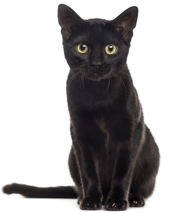 När ska man avmaska katten? När ska man avmaska katten?