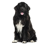 Newfoundlandshund Newfoundlandshund