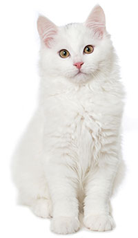 Underlätta att lämna katt ensam hemma Underlätta att lämna katt ensam hemma