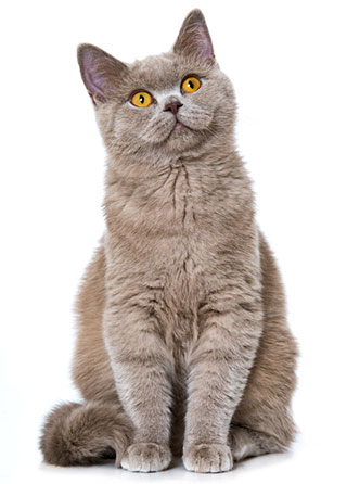 Vad är allergi hos katter? Vad är allergi hos katter?