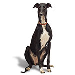 Greyhound Greyhound